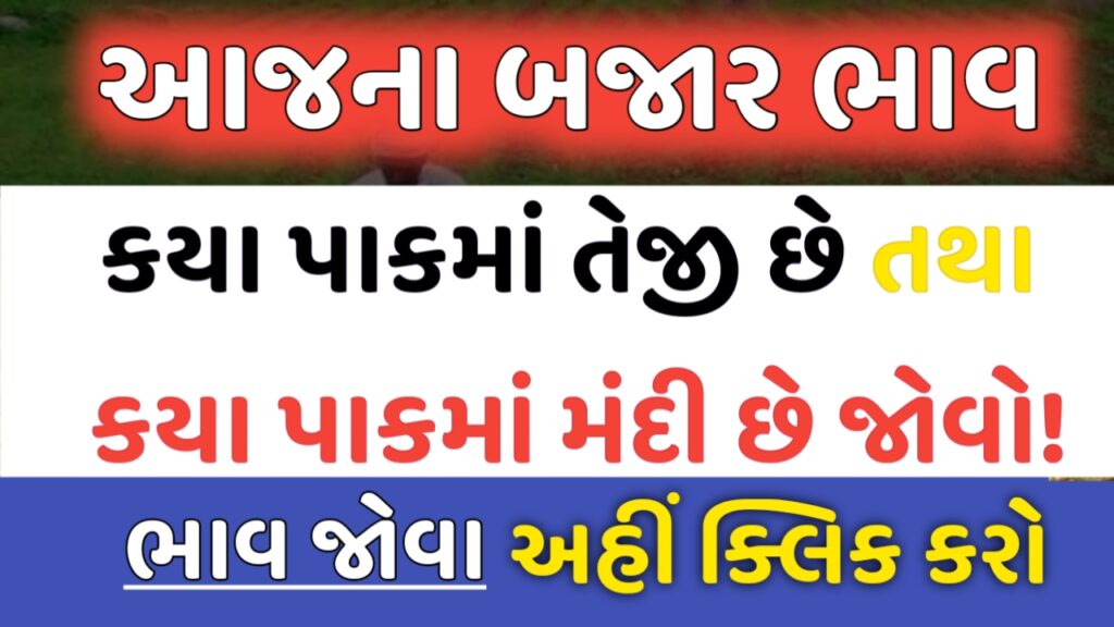 આજના (તા. 12/08/2022ને શુક્રવાર ના) કપાસ, એરંડા, જીરું, ઘઉં, ચણા, બાજરી, મગફળી વગેરે ના જાણો બજાર ભાવ